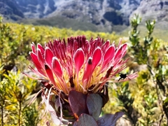 Protea eximia