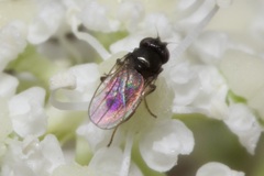Oscinellinae