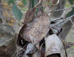 Australomisidia ergandros