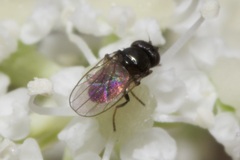 Oscinellinae