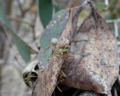 Australomisidia ergandros