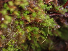 Takakia ceratophylla