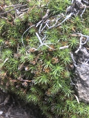 Polytrichum