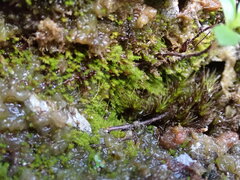 Takakia ceratophylla