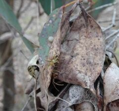 Australomisidia ergandros