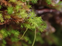 Takakia ceratophylla