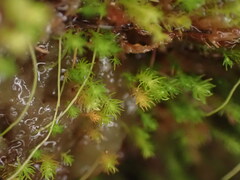 Takakia ceratophylla