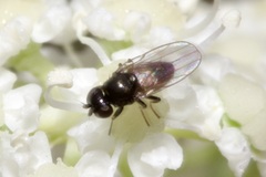 Oscinellinae