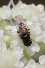 Oscinellinae
