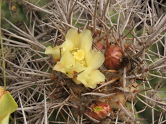Copiapoa coquimbana