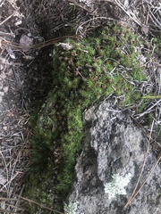 Polytrichum