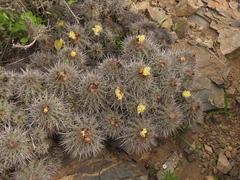 Copiapoa coquimbana