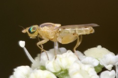 Meromyza