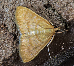 Helvibotys helvialis