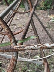 Philothamnus hoplogaster