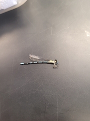 Argia bipunctulata