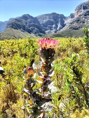 Protea eximia