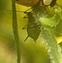 Aphis gossypii