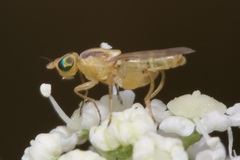 Meromyza