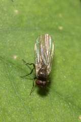Phytomyzinae