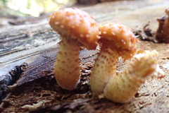 Pholiota squarrosa