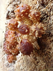 Pholiota squarrosa