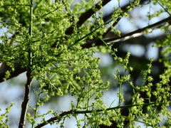 Astronium graveolens