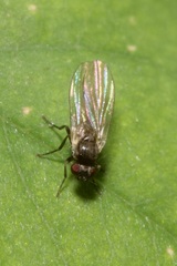 Phytomyzinae