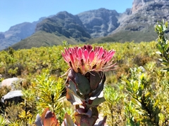 Protea eximia