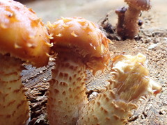 Pholiota squarrosa