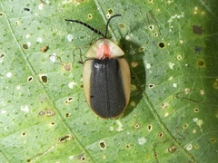 Lampyrinae