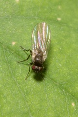 Phytomyzinae