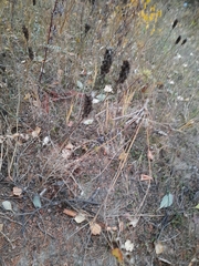 Astragalus uliginosus