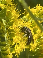 Lasioglossum coriaceum