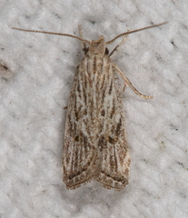 Helcystogramma chambersella