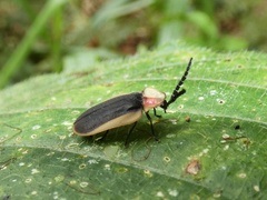 Lampyrinae