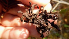 Taphrina robinsoniana