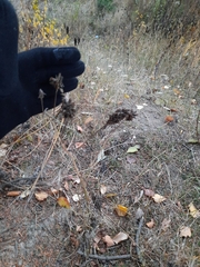 Astragalus uliginosus