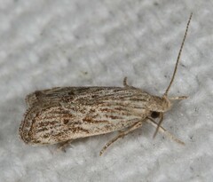 Helcystogramma chambersella