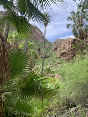 Washingtonia robusta