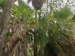 Washingtonia robusta