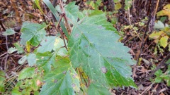 Crataegus chrysocarpa