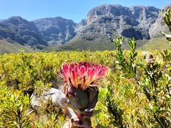 Protea eximia