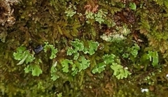 Cladonia ochrochlora