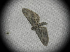 Eupithecia oxycedrata