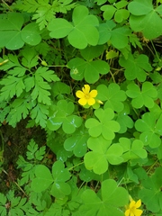 Oxalis suksdorfii