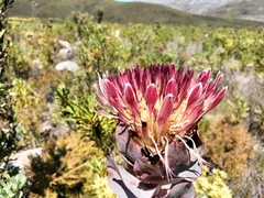 Protea eximia