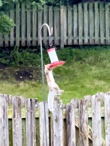 Eastern Gray Squirrel photographed in Illinois
