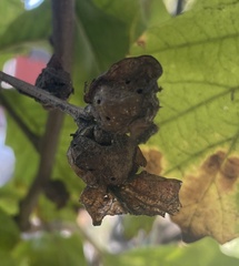 Andricus quercuspetiolicola