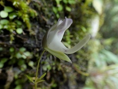 Utricularia jamesoniana